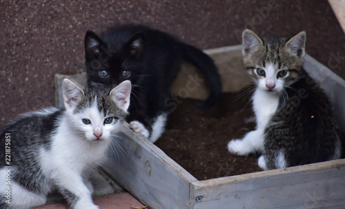 wspaniałe małe kotki bawiące się w kuwecie