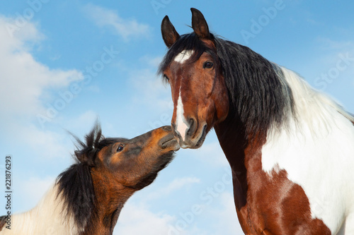 Pinto Pony kisses big saddl...