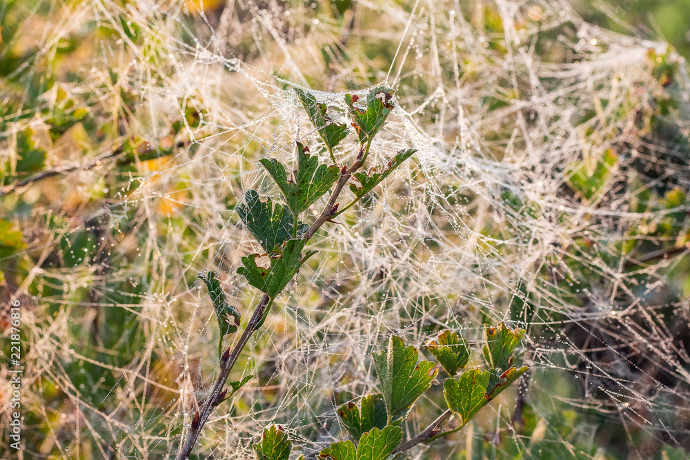 A thick, wet cobweb on the currant branches in the garden in the morning_ A thick, wet cobweb on the currant branches in the garden in the morning_