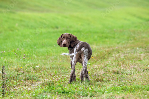 german shorthaired pointer, kurtshaar one spotted puppy, long ears, chocolate color, rear view, the head is turned to the camera, dog is standing