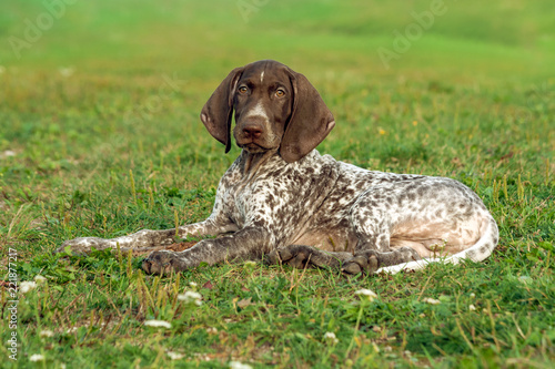 german shorthaired pointer, kurtshaar one spotted puppy  lying on green grass, looking straight into the eyes, intelligent look and sweet dog, close-up portrait