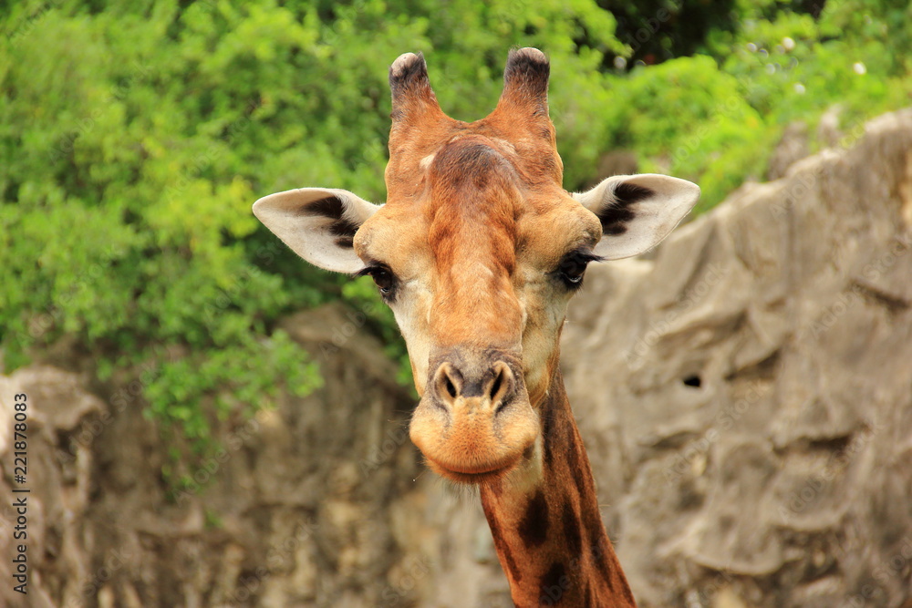 Fototapeta premium A head of giraffe in a zoo