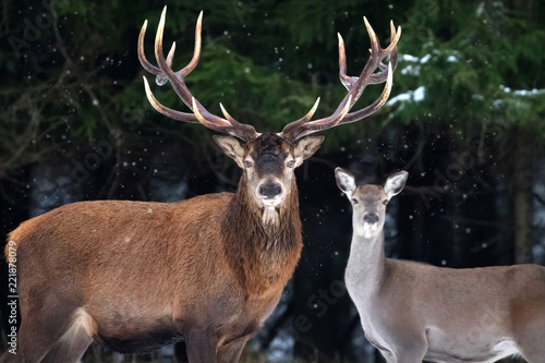 Couple of noble deer in a snowy winter forest. Natural winter image. © delbars