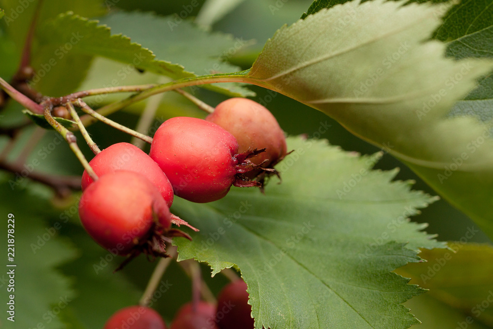 ripe red hawthorn berries on a branch with leaves