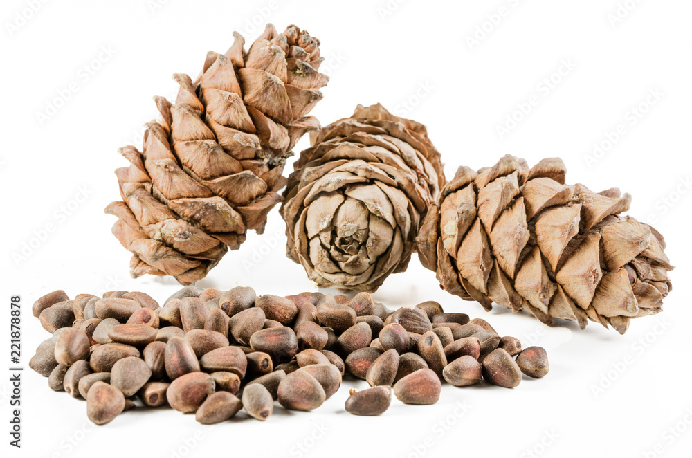 pine nut and cone