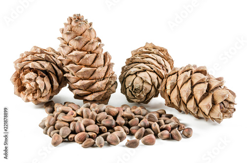 pine nut and cone