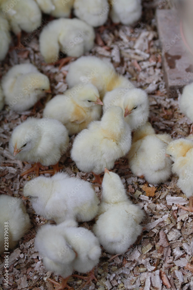 Little Three Days Old Chicken Little Three Days Old Chicken