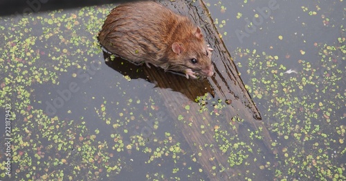 The rat got out of the water on a floating piece of wood.