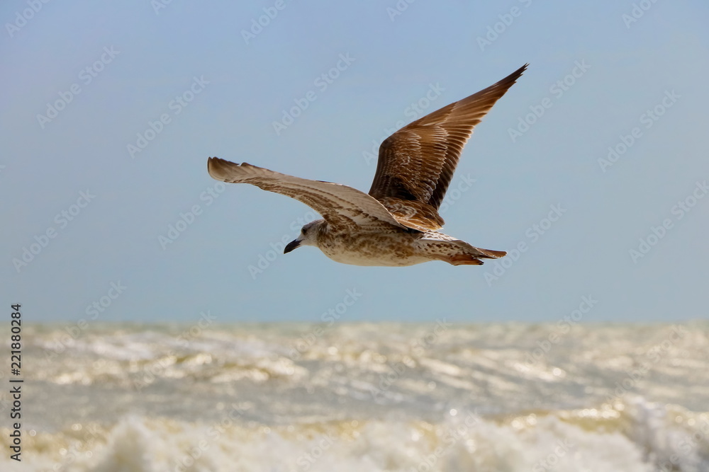 Fototapeta premium Cormorant in flight
