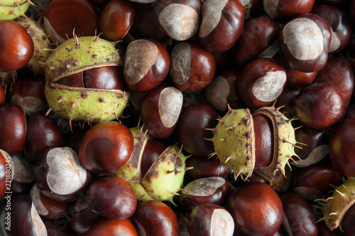Fruits of horse chestnut on a wooden background. Horse chestnut tree.
