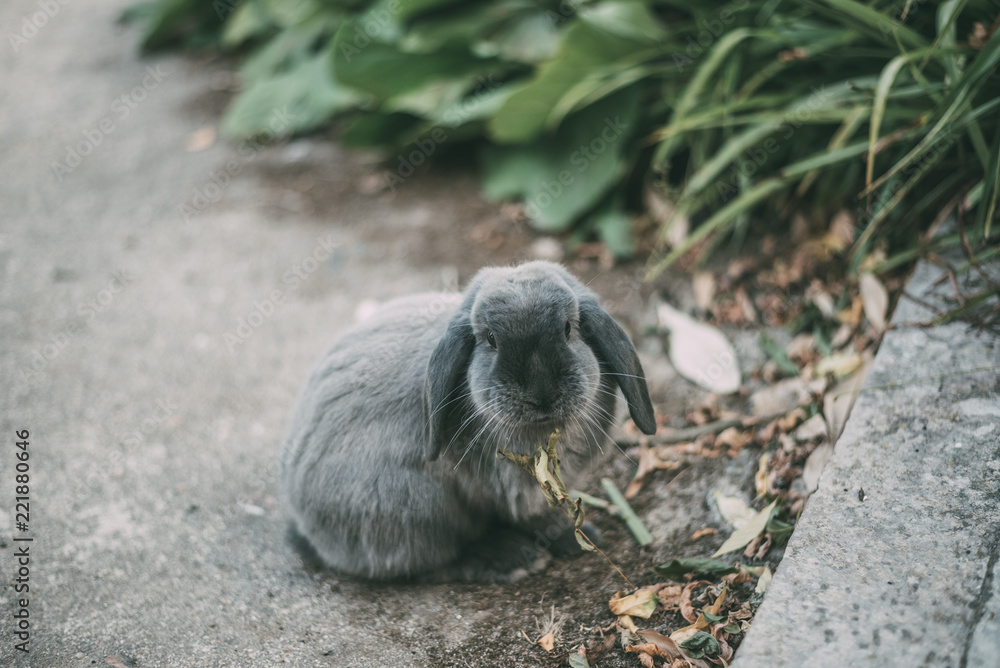 Obraz premium Cute bunny pet at the garden