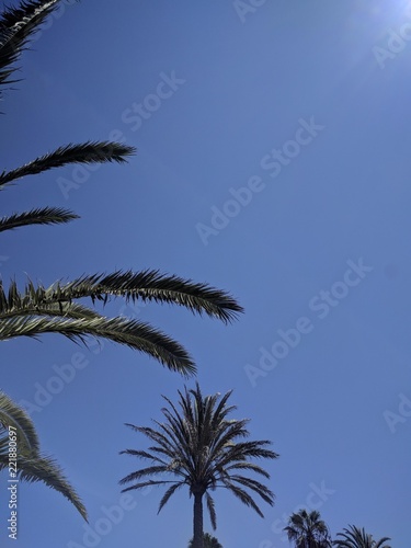Palme vor blauem Himmel 
