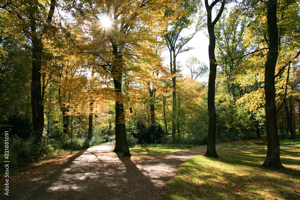 Fototapeta premium Tief stehende Sonne im Park im Herbst