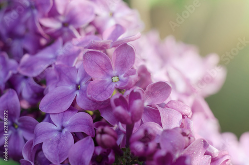 Floral border with beautiful purple lilac blooming in the sunny day. Romantic banner with flowers and bokeh background © Hanna Aibetova