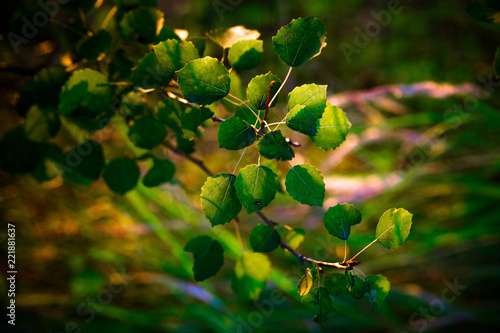 Fototapeta Naklejka Na Ścianę i Meble -  Liście brzozy w porannym ałońcu
