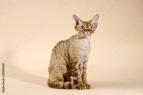 Chocolate Devon Rex 