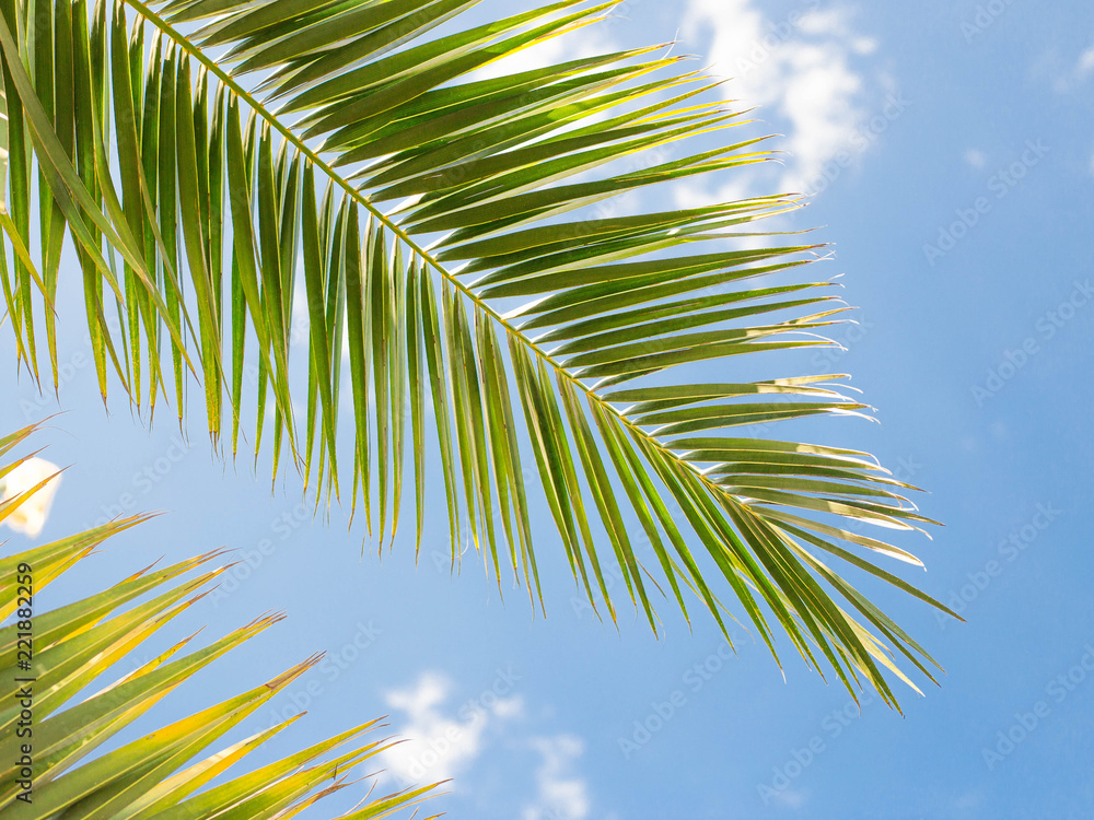 Closeup on green palm leaves border isolated on sky background, fresh exotic tree foliage, paradise beach, summer vacation and holiday concept