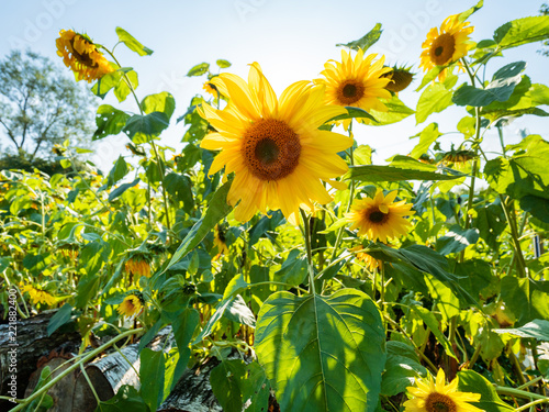 Fototapeta Naklejka Na Ścianę i Meble -  Field of bright yellow ripe sunflowers. Rural scene in sunny day.
