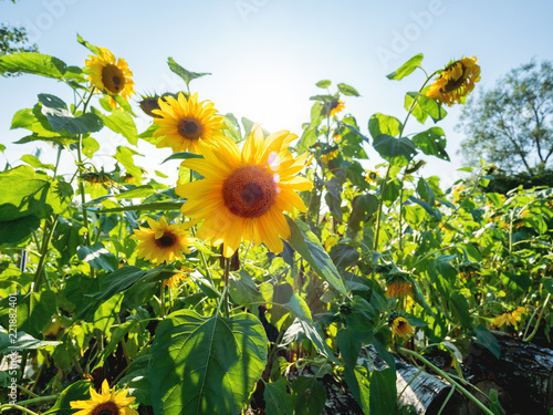 Fototapeta Naklejka Na Ścianę i Meble -  Field of bright yellow ripe sunflowers. Rural scene in sunny day.