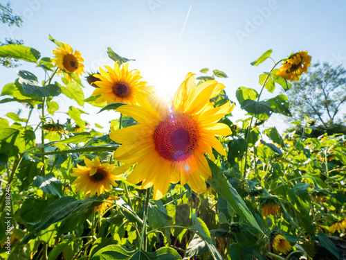 Fototapeta Naklejka Na Ścianę i Meble -  Field of bright yellow ripe sunflowers. Rural scene in sunny day.