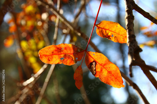 autumn leaves on tree in sunny morning light.