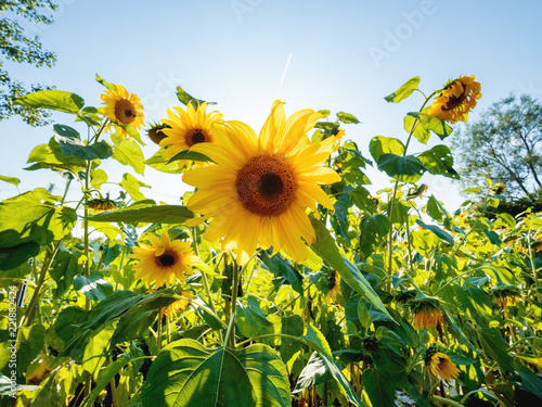 Fototapeta Naklejka Na Ścianę i Meble -  Field of bright yellow ripe sunflowers. Rural scene in sunny day.