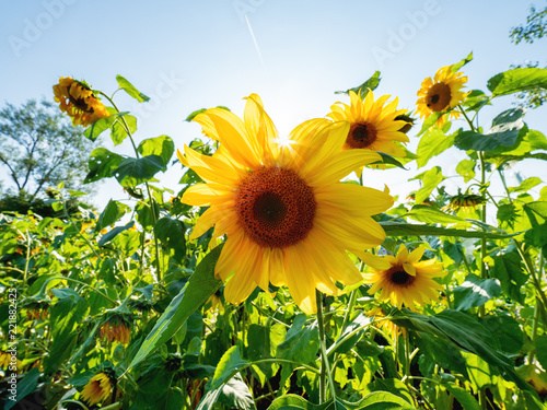 Fototapeta Naklejka Na Ścianę i Meble -  Field of bright yellow ripe sunflowers. Rural scene in sunny day.