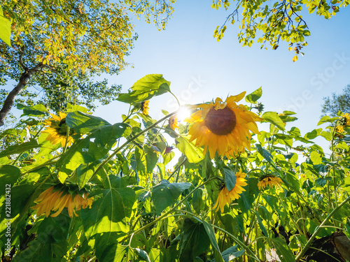 Fototapeta Naklejka Na Ścianę i Meble -  Field of bright yellow ripe sunflowers. Rural scene in sunny day.
