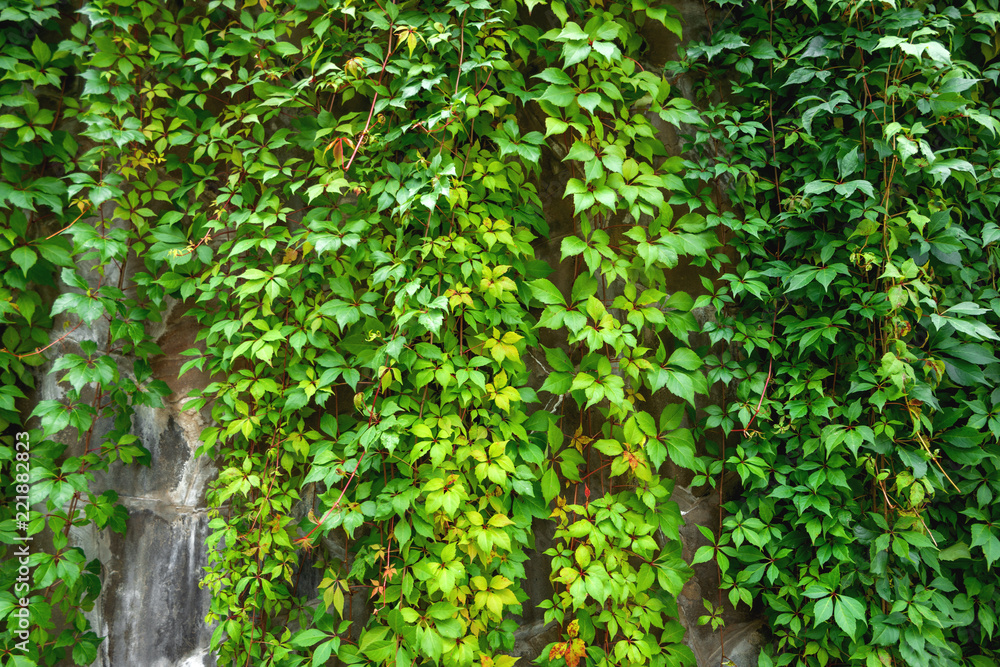 Stone wall is almost completely overgrown with ivy. Stone wall is almost completely overgrown with ivy.