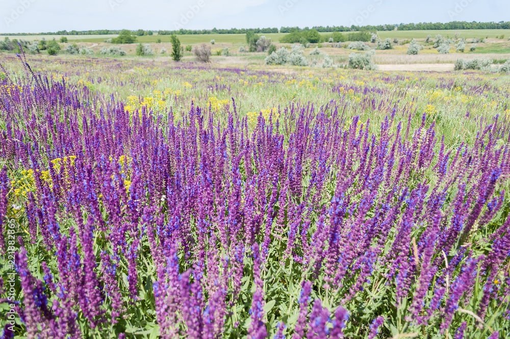 Fototapeta premium Flowering sage in a meadow.