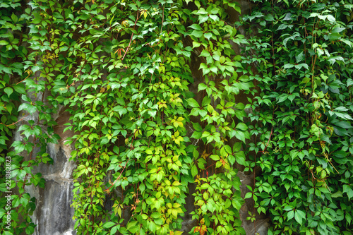 Fototapeta Naklejka Na Ścianę i Meble -  Stone wall is almost completely overgrown with ivy.