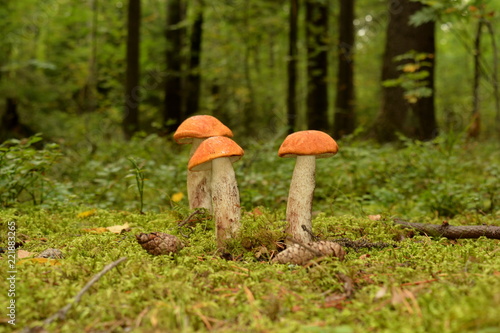 Three mushrooms with red cap stands in the grass on the edge of the forest