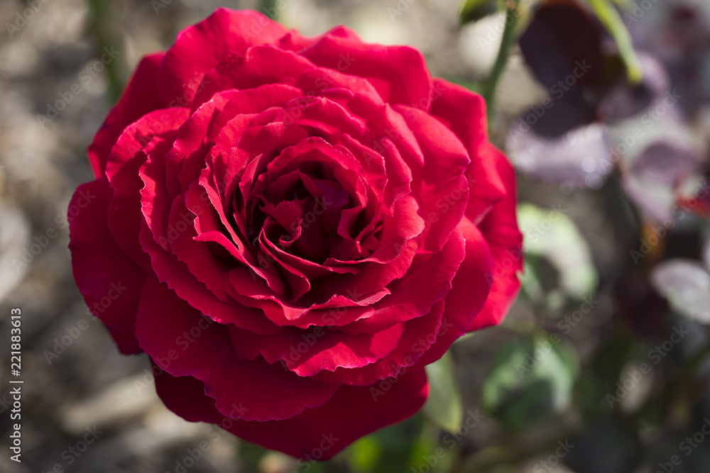 Wunderschöne rote Rose von oben Wunderschöne rote Rose von oben