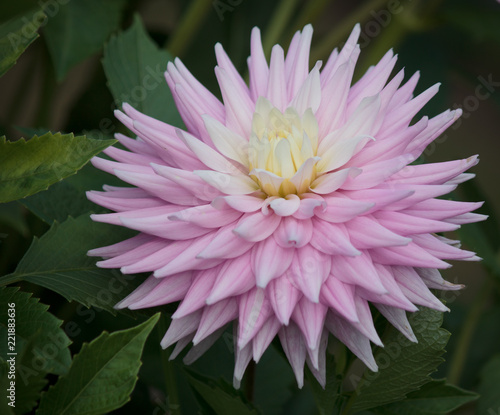 Beautiful pink pastel colored Dahlia flower
