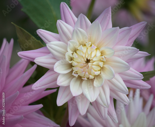 Beautiful pink pastel colored Dahlia flower