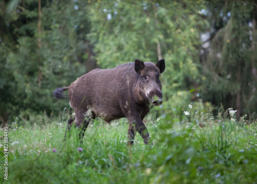 Wild boar © erika8213