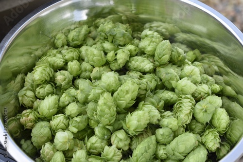 hops harvest homegrown craft beer