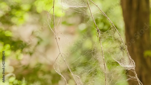 spider web on a green background