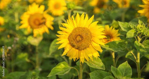 Fototapeta Naklejka Na Ścianę i Meble -  Sunflowers field at sunrise in sunlight. Summer or autumn background.