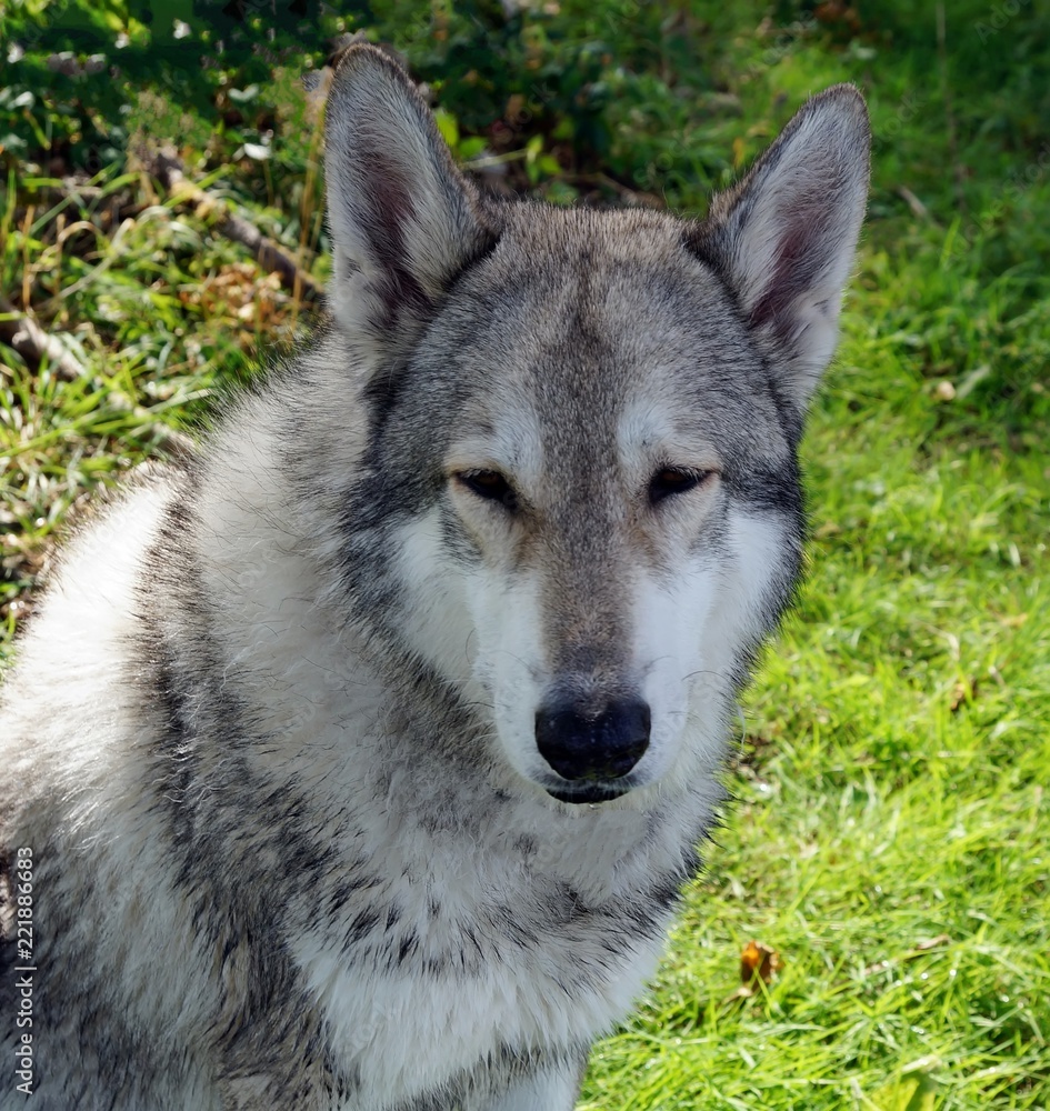 Wolfhund
