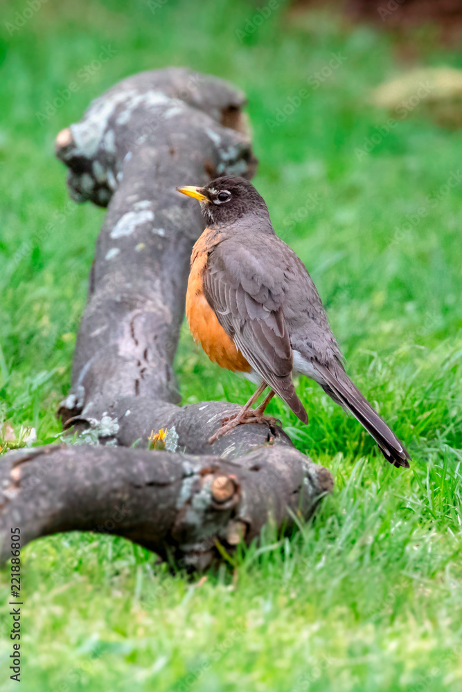 American Robin perched on a branch