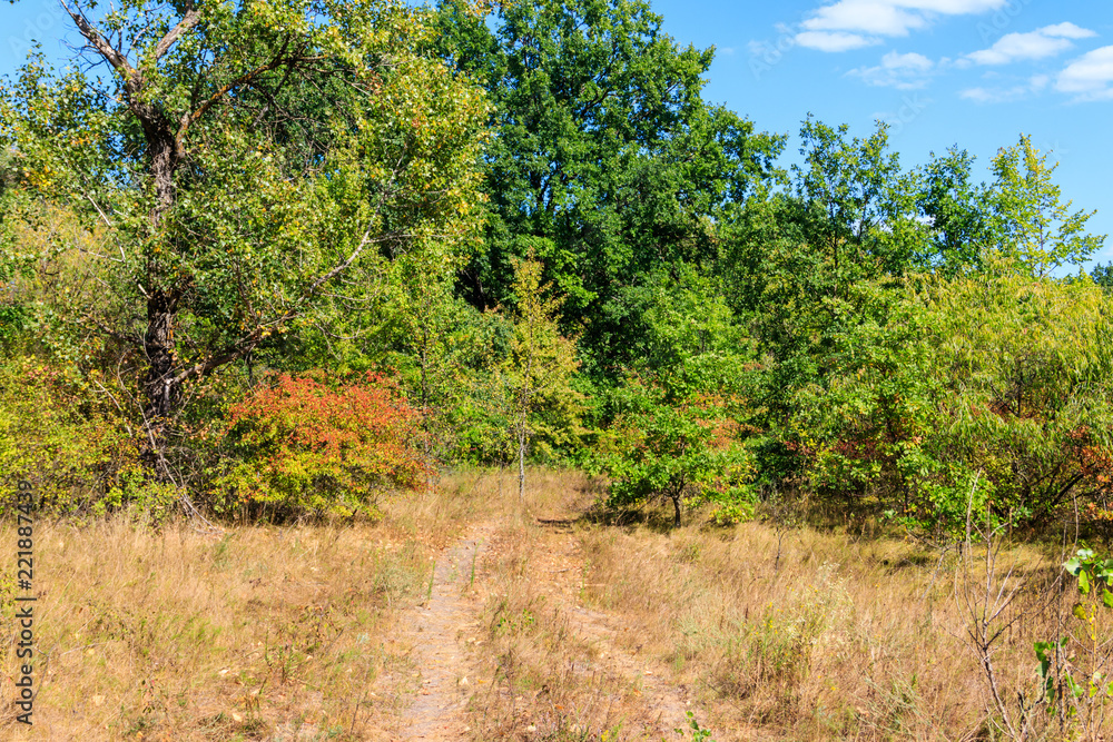 Rural dirt road through a green forest at summer Rural dirt road through a green forest at summer