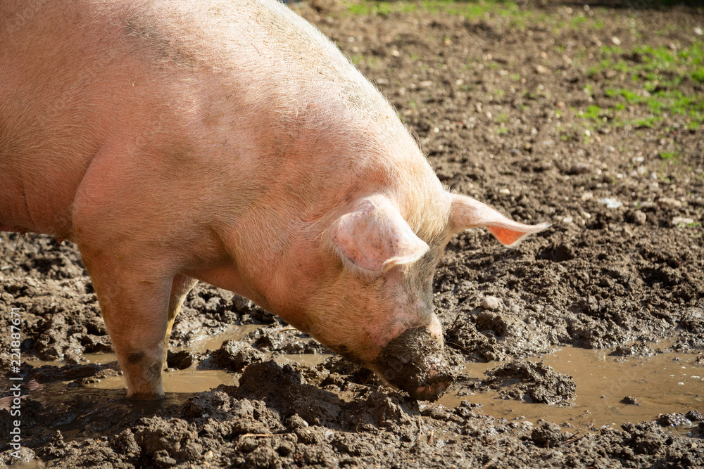 Schweinezucht - Glückliches Bio-Schwein auf dem Biohof Schweinezucht - Glückliches Bio-Schwein auf dem Biohof