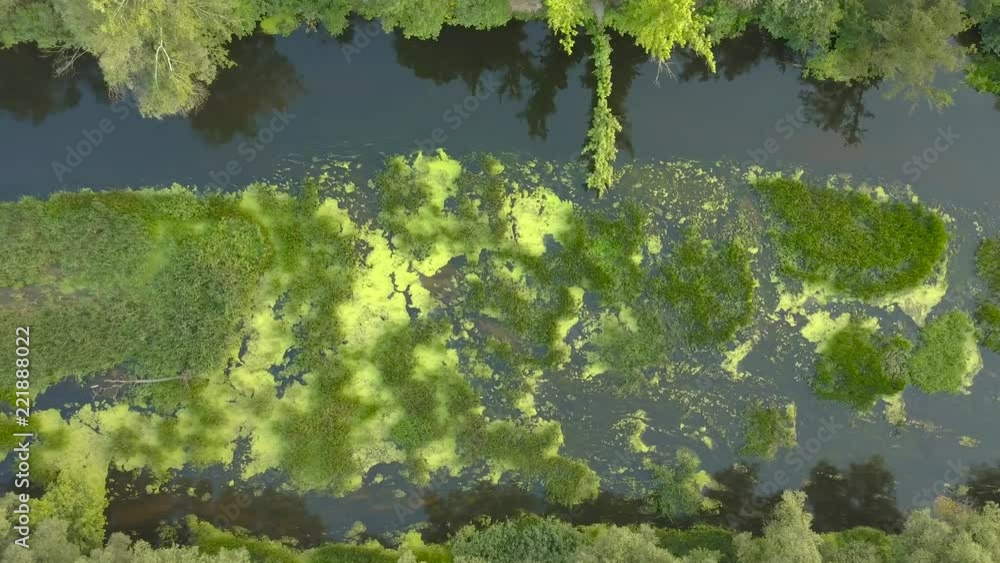Flight over the river overgrown with grass, Ukraine surrounded by trees - aerial videotaping Flight over the river overgrown with grass, Ukraine surrounded by trees - aerial videotaping