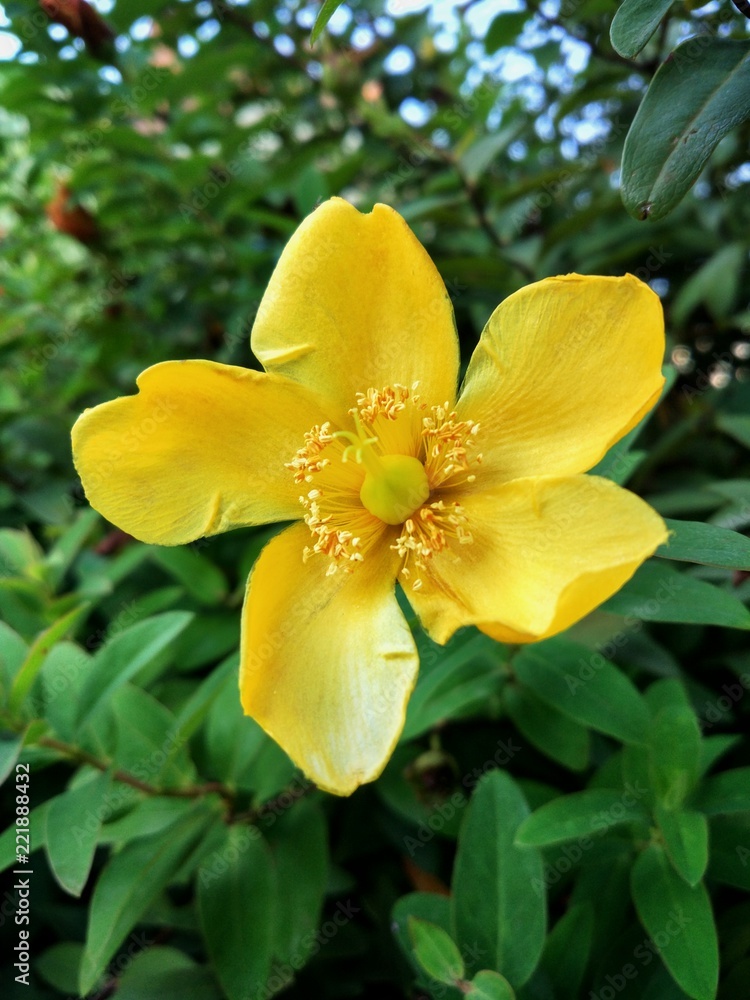 Fototapeta premium Blooming yellow flower on a green background of leaves
