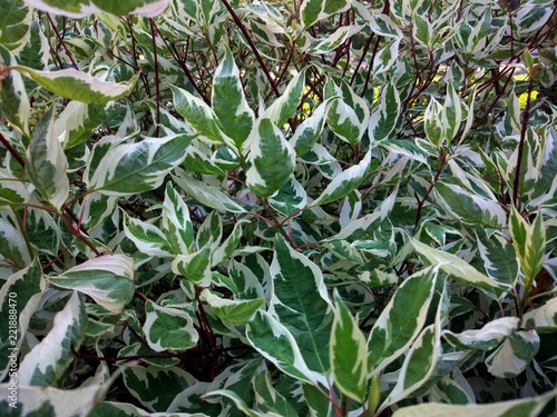 Group of green and yellow leaves