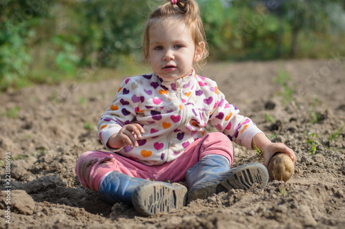 Happy child (girl) helps parents take the crop of potato on a sunny autumn day in a garden. Kid sitting on a big heap of potatoes and folds vegetables to basket.