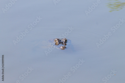 Caiman floating on Pantanal, Brazil
