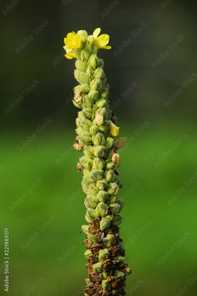 Denseflower mullein in a meadow in September Denseflower mullein in a meadow in September