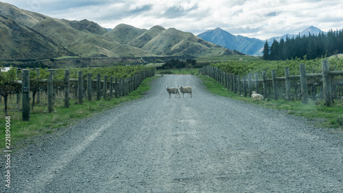Sheep Crossing Road In Marlborough Vineyard, New Zealand South Island